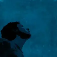 Flegmatique - Пламенный закат