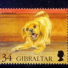 Вячеслав Бутусов - Гибралтар-лабрадор