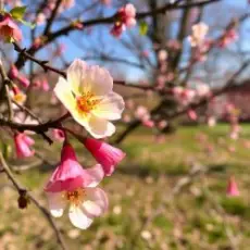 Сергей Видов - Весна