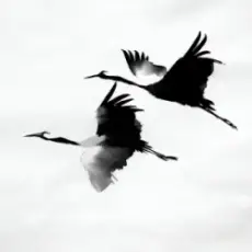 kavabanga Depo kolibri - Журавлі