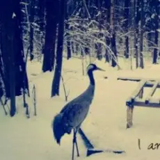 Вороняче око - чорнобривці (prod. anticøn)