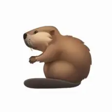 Обложка трека Бобр