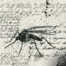 Jolliffe & Liam Bailey - Let the Sun Shine