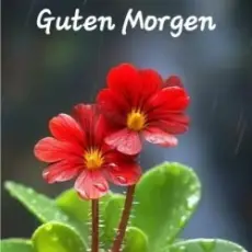 unknown - Guten Morgen guten tag