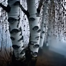 Mojangel - Ах, берёзка моя