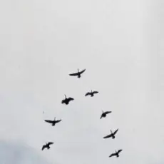 Nelly Furtado & Sid Sriram - GOD