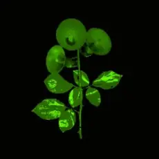 Bacalao - But Not Tonight