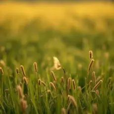 Сергей Видов - Святая Русь