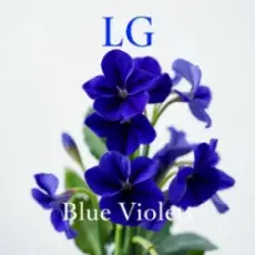 Lali Gordzamashvili - ლურჯი იები-Blue Violets