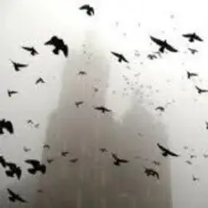 ДДТ - На небе вороны