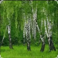 Дмитрий Романов & Инна Улановская - Родные края