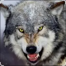 Ваня Barsik - Дивіться суки обережно