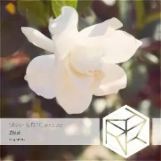 DJ Classbuse & SINKin - Zhizi (Intro Mix)