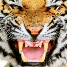 Ottosiderspunk - Crouching Tiger