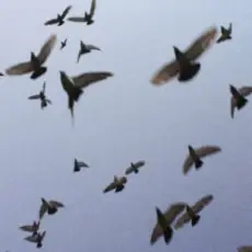 Околиця & melancholydi - хтось когось