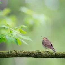 unknown - пение птиц, релакс